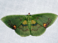 moth (Lepidoptera: Geometridae; French Guiana)